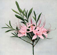 Image of pink azalea