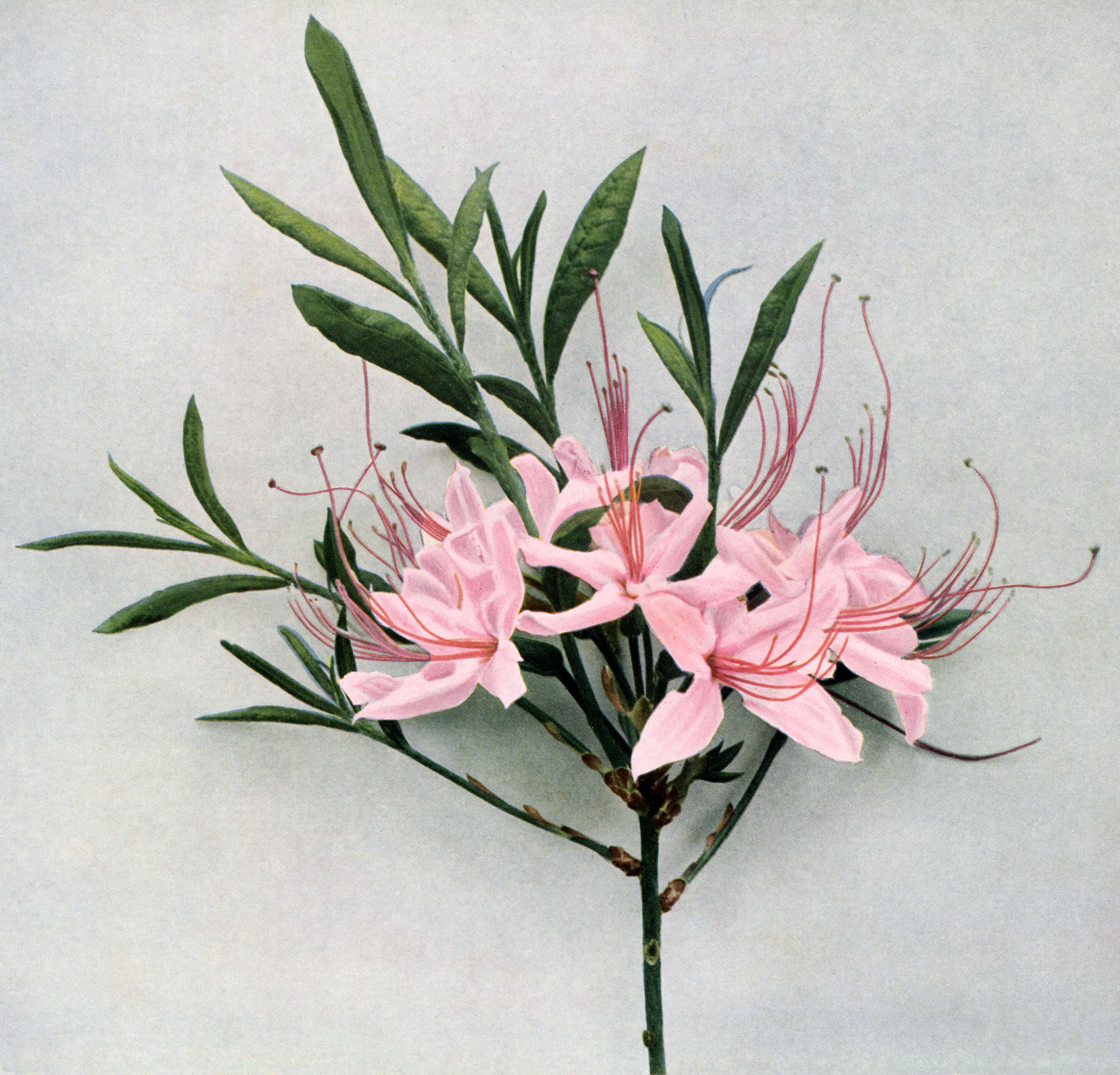 Image of pink azalea