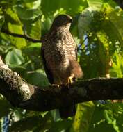 Image of Fiji Goshawk