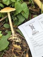 Image of Marasmius strictipes (Peck) Singer 1943