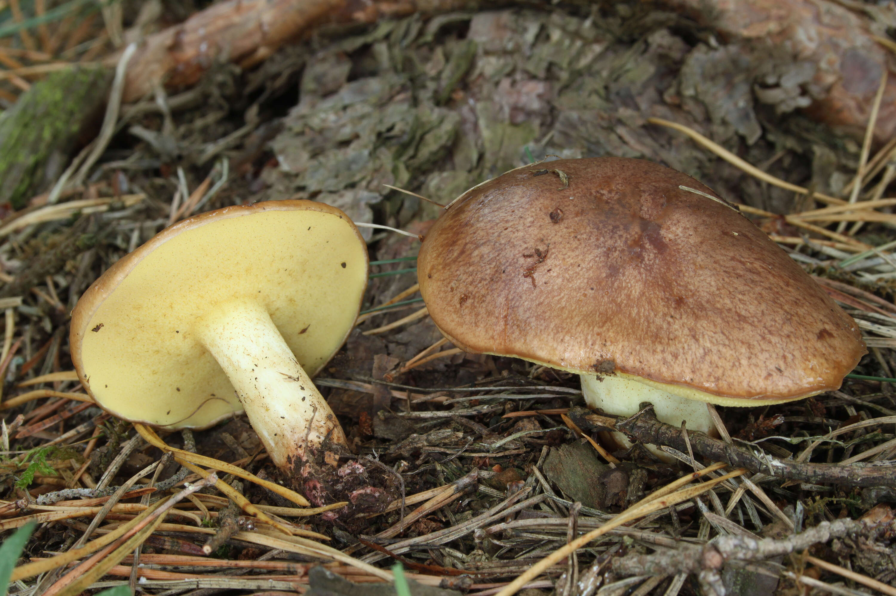 Image of Suillus granulatus (L.) Roussel 1796