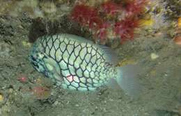 Image of pinecone fishes