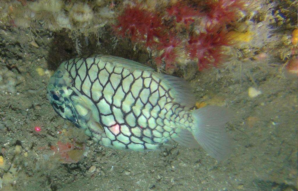 Image of pinecone fishes