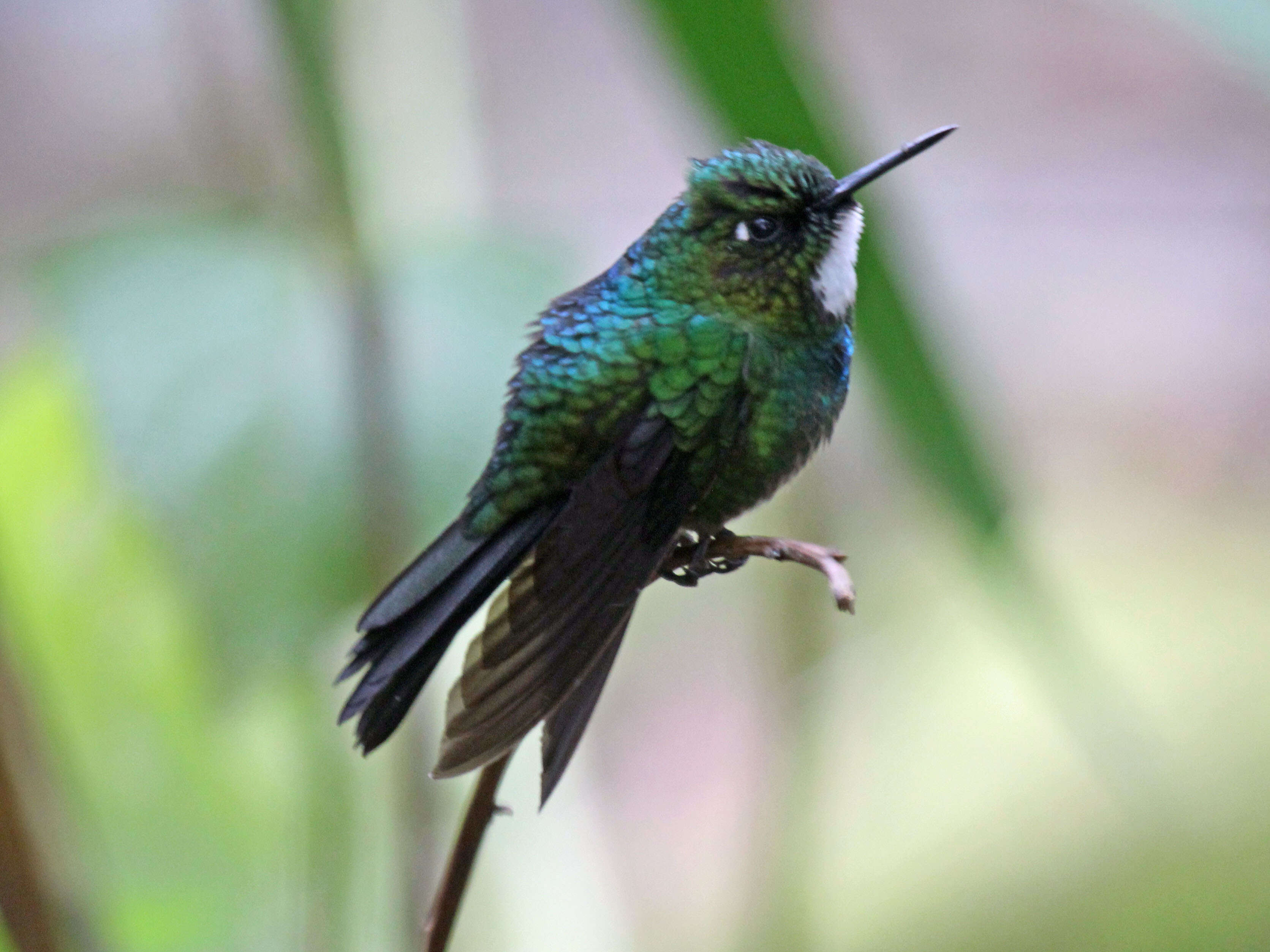 Image of Tourmaline Sunangel