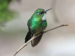 Image of Tourmaline Sunangel