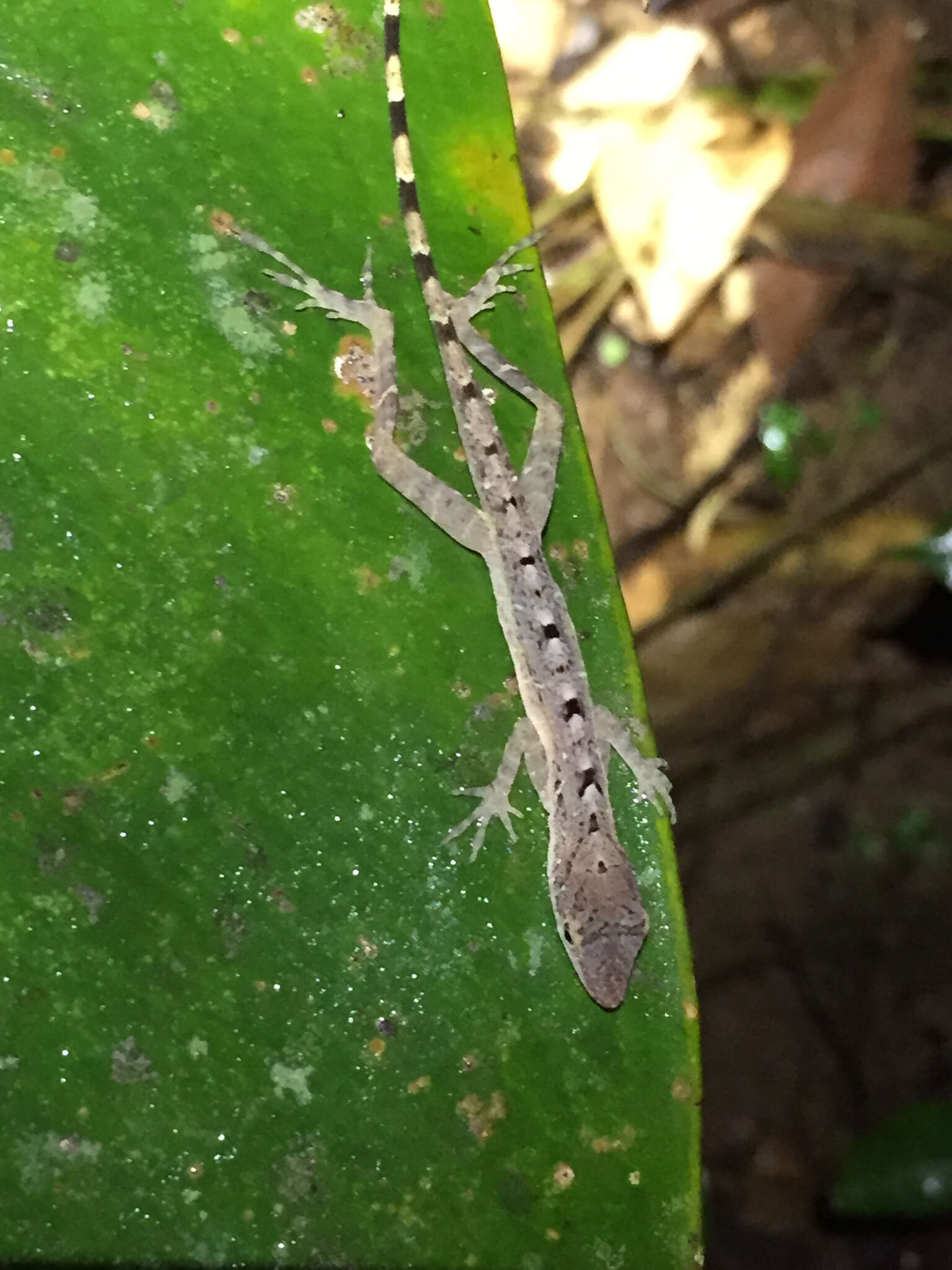 Image of Anolis zeus (Köhler & Mccranie 2001)