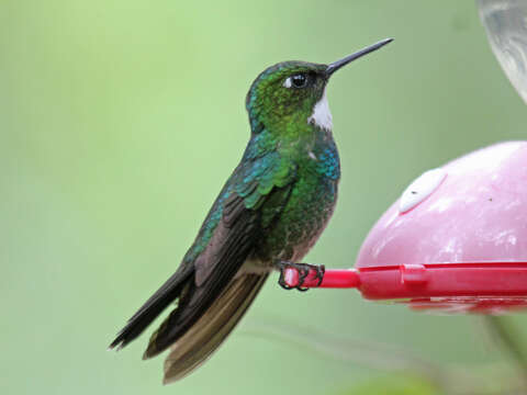 Image of Tourmaline Sunangel