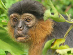 Image de Piliocolobus badius temminckii (Kuhl 1820)