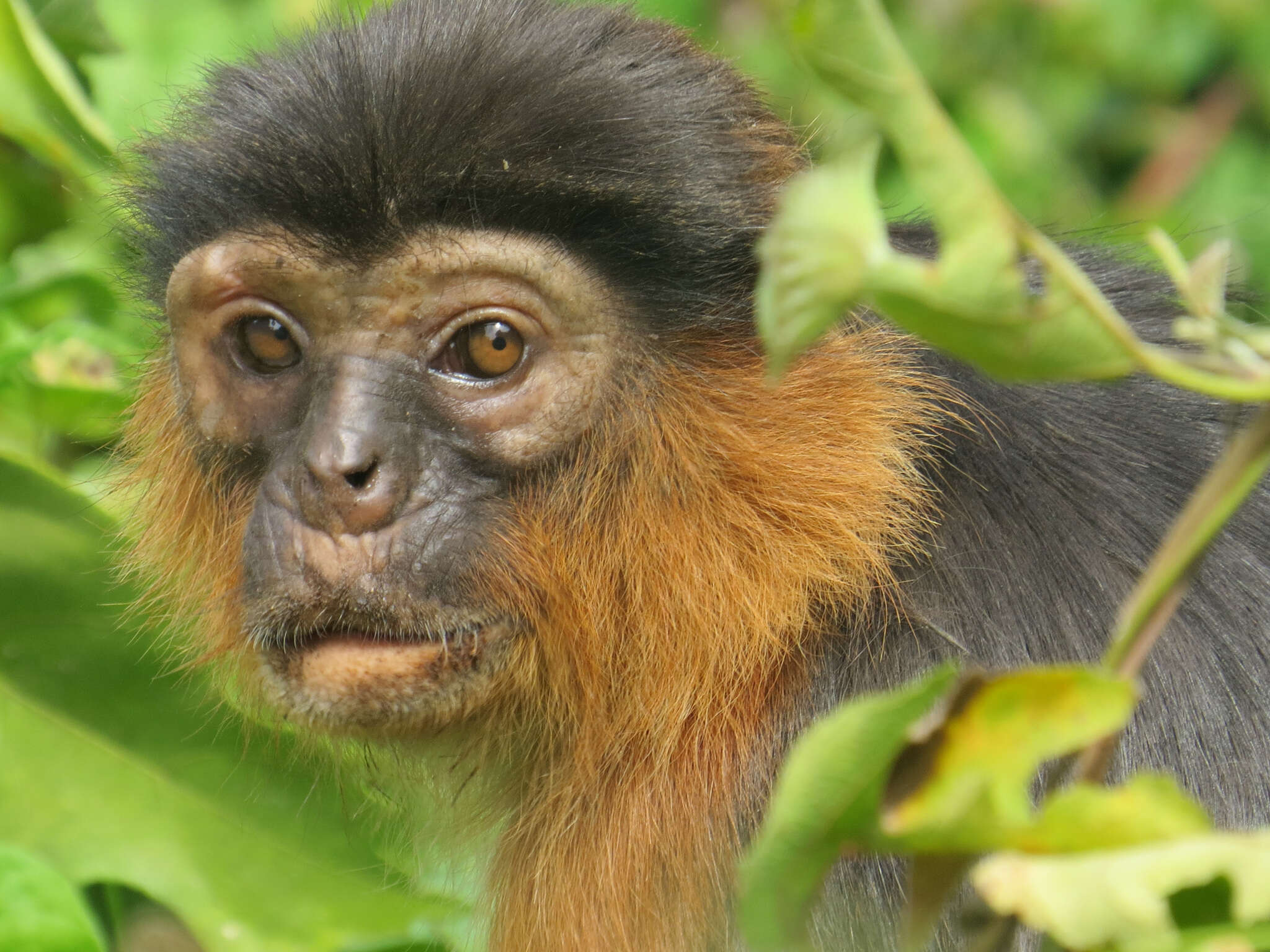 Image of Piliocolobus badius temminckii (Kuhl 1820)