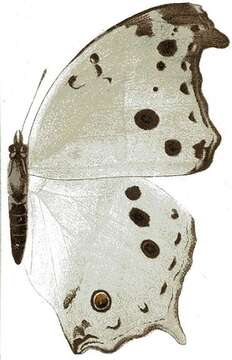 Image of Protogoniomorpha parhassus