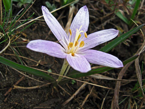 Image of Colchicum bulbocodium Ker Gawl.