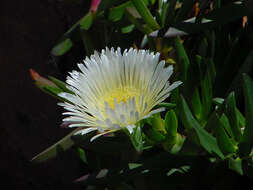 Imagem de Carpobrotus edulis (L.) N. E. Br.