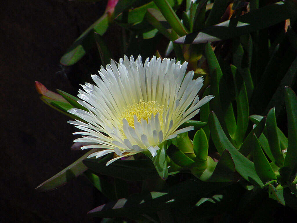 Image of hottentot fig