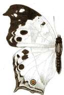 Image of Protogoniomorpha anacardii