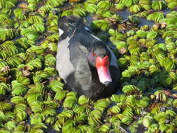 Image of Rosy-billed Pochard