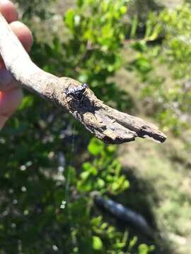 Image of Spiny orb-weavers