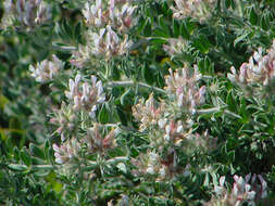 Image of hairy canary-clover