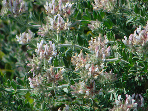 Image of hairy canary-clover