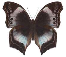 Image of Salamis cytora Doubleday (1847)