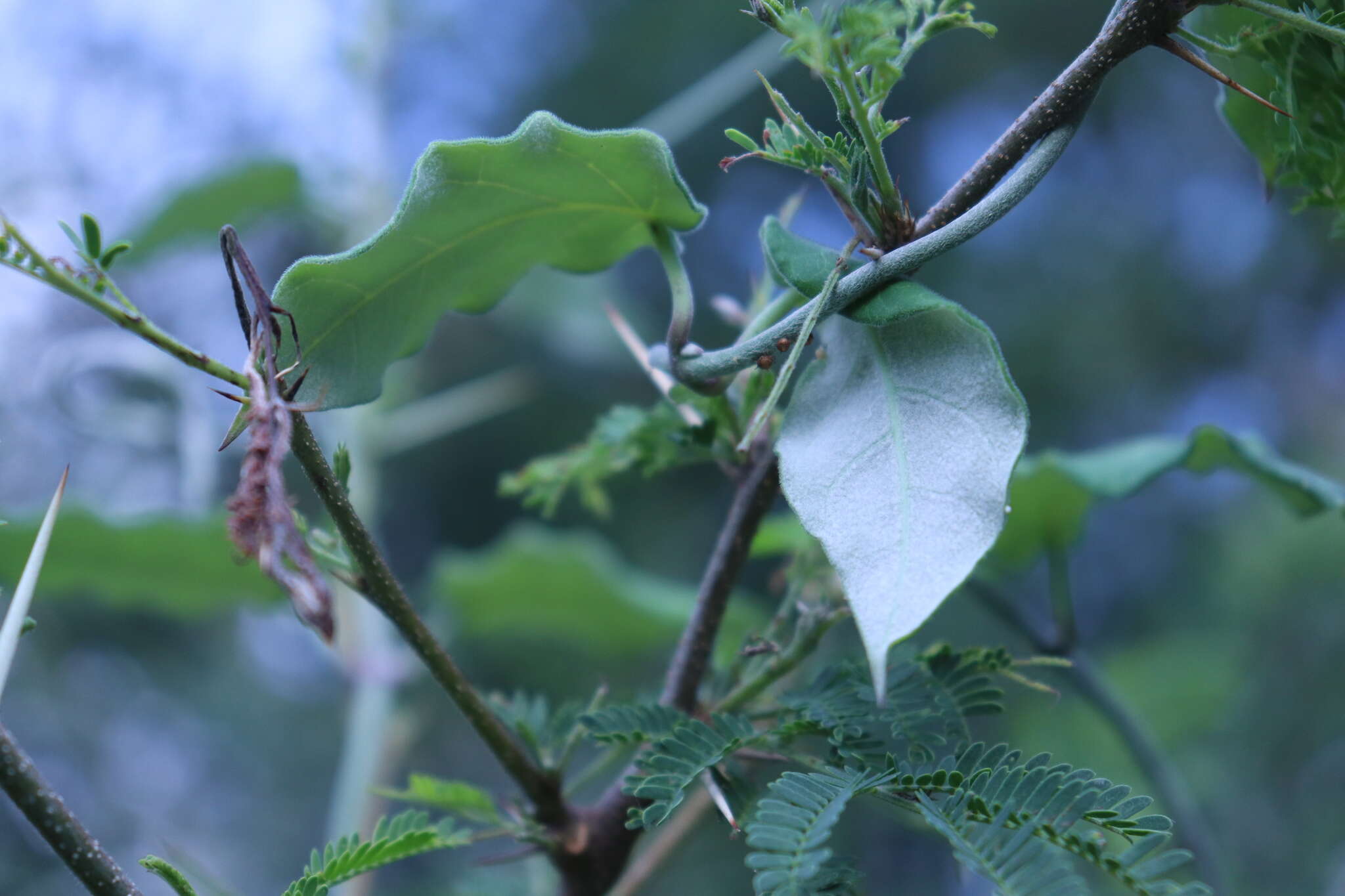 Image of Funastrum pannosum (Decne.) Schltr.