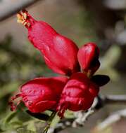 Image of <i>Schotia afra</i> var. <i>angustifolia</i> (E. Mey.) Harv.