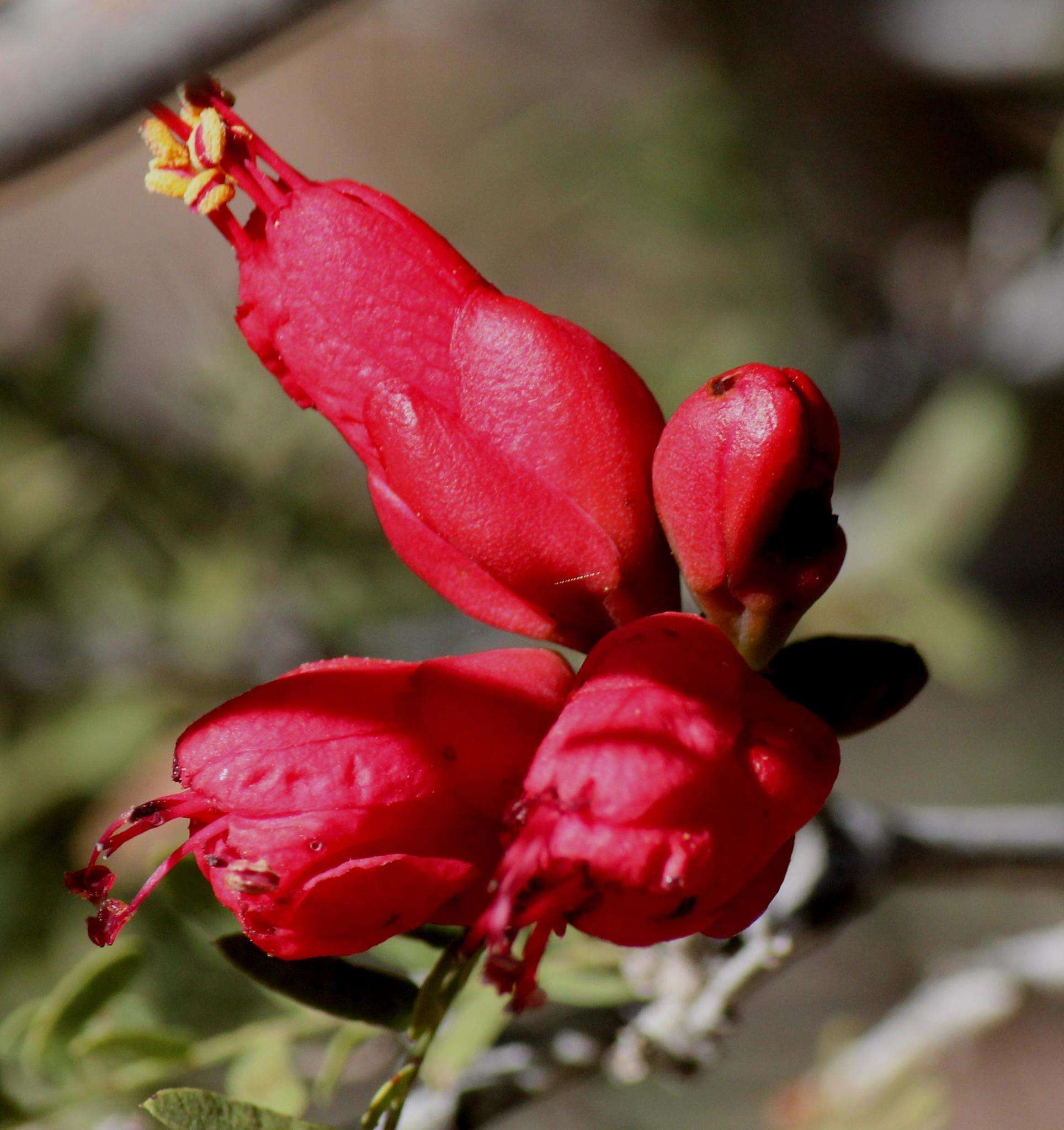 Image of <i>Schotia afra</i> var. <i>angustifolia</i> (E. Mey.) Harv.