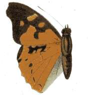 Imagem de Apaturopsis kilusa Grose-Smith 1891