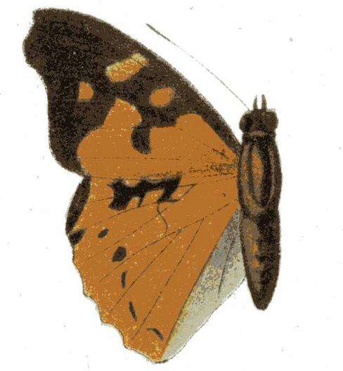 Image of Apaturopsis kilusa Grose-Smith 1891