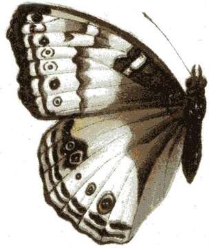 Image of Junonia hadrope Doubleday (1847)