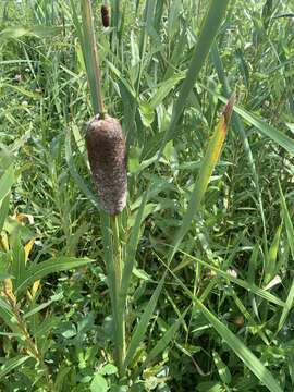 Image de Typha incana Kapit. & Dyukina