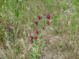 Image of Cretan viper's bugloss