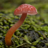 Hygrocybe ostrina (E. Horak) Boertm. 2002的圖片