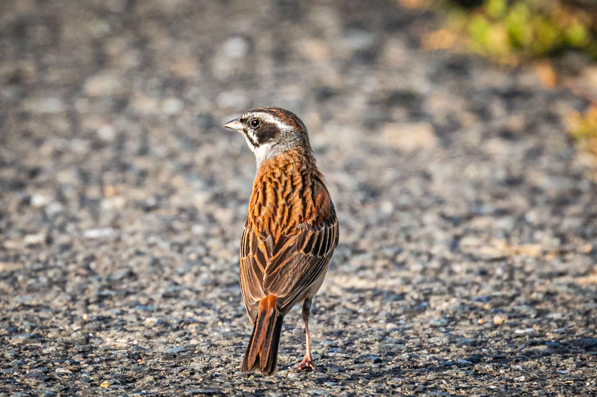 Emberiza cioides ciopsis Bonaparte 1850的圖片