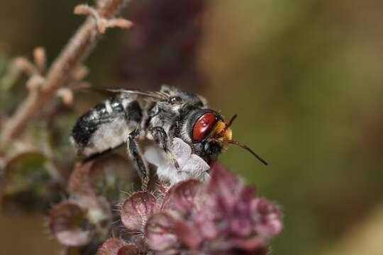 صورة Megachile aurifrons Smith 1853