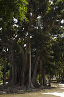 Image of Moreton Bay fig