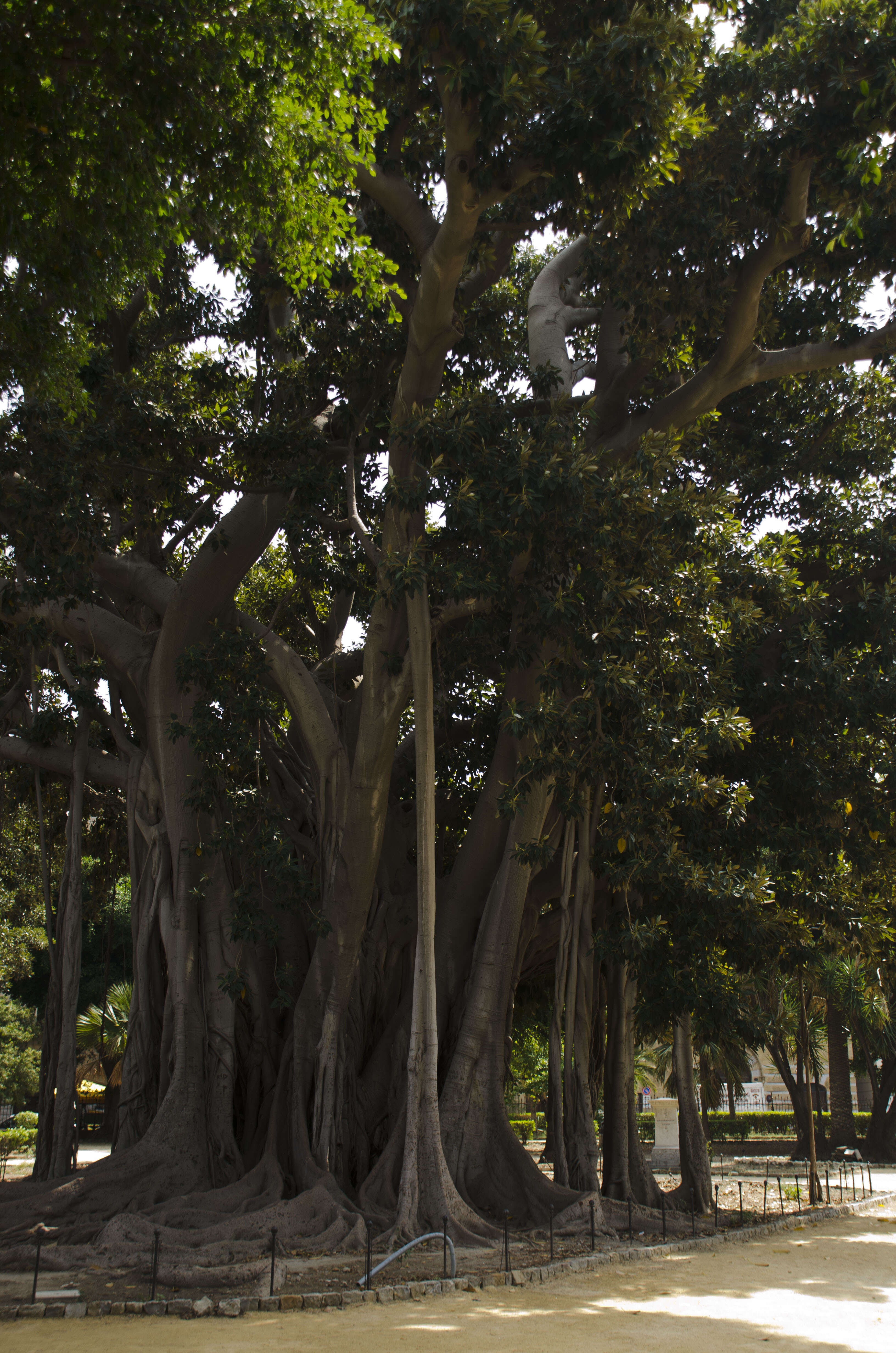 Image of Moreton Bay fig