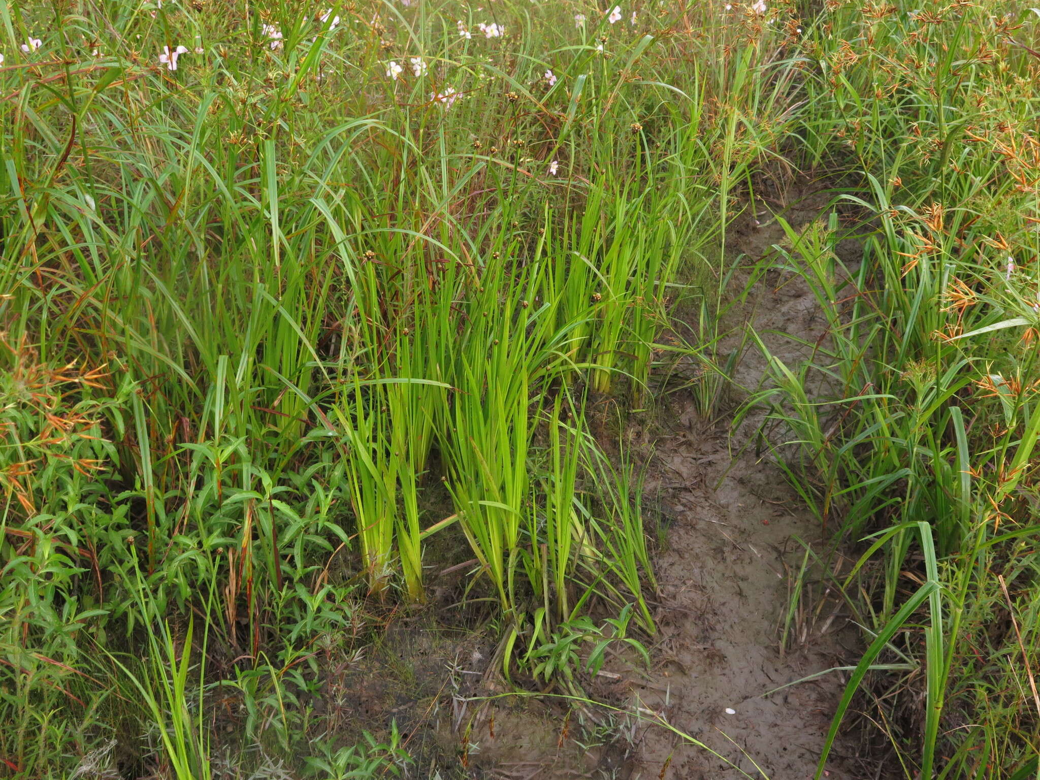 Imagem de Xyris laxifolia var. iridifolia (Chapm.) Kral