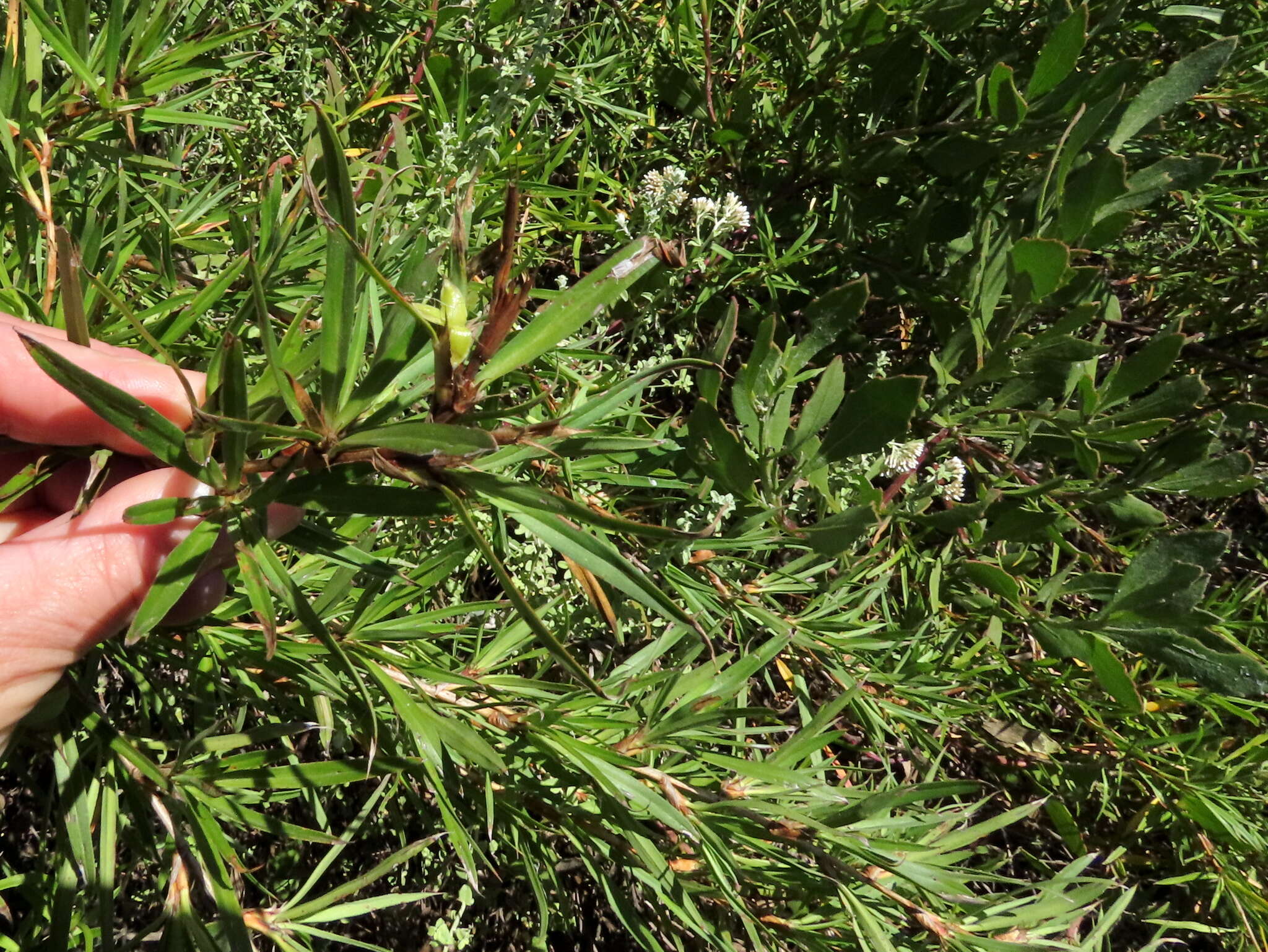 Image of Cliffortia longifolia (Eckl. & Zeyh.) Weim.