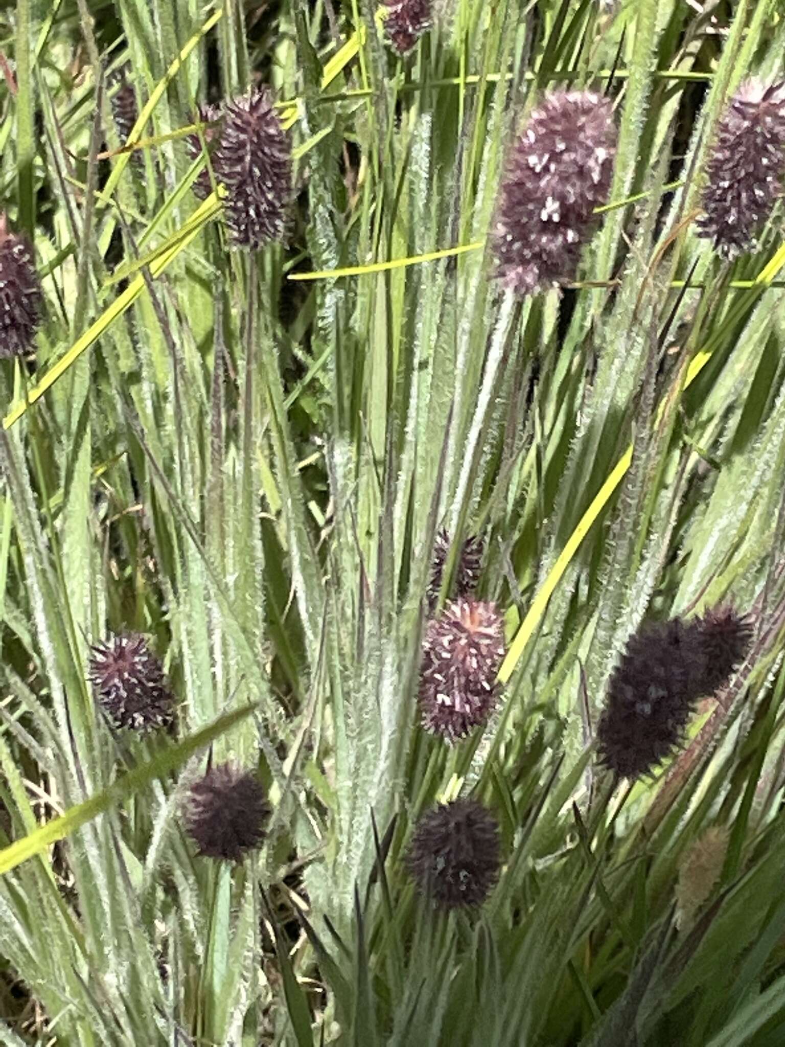 Image of Pongwa grass