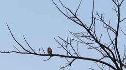 Image of Ferruginous Pygmy Owl