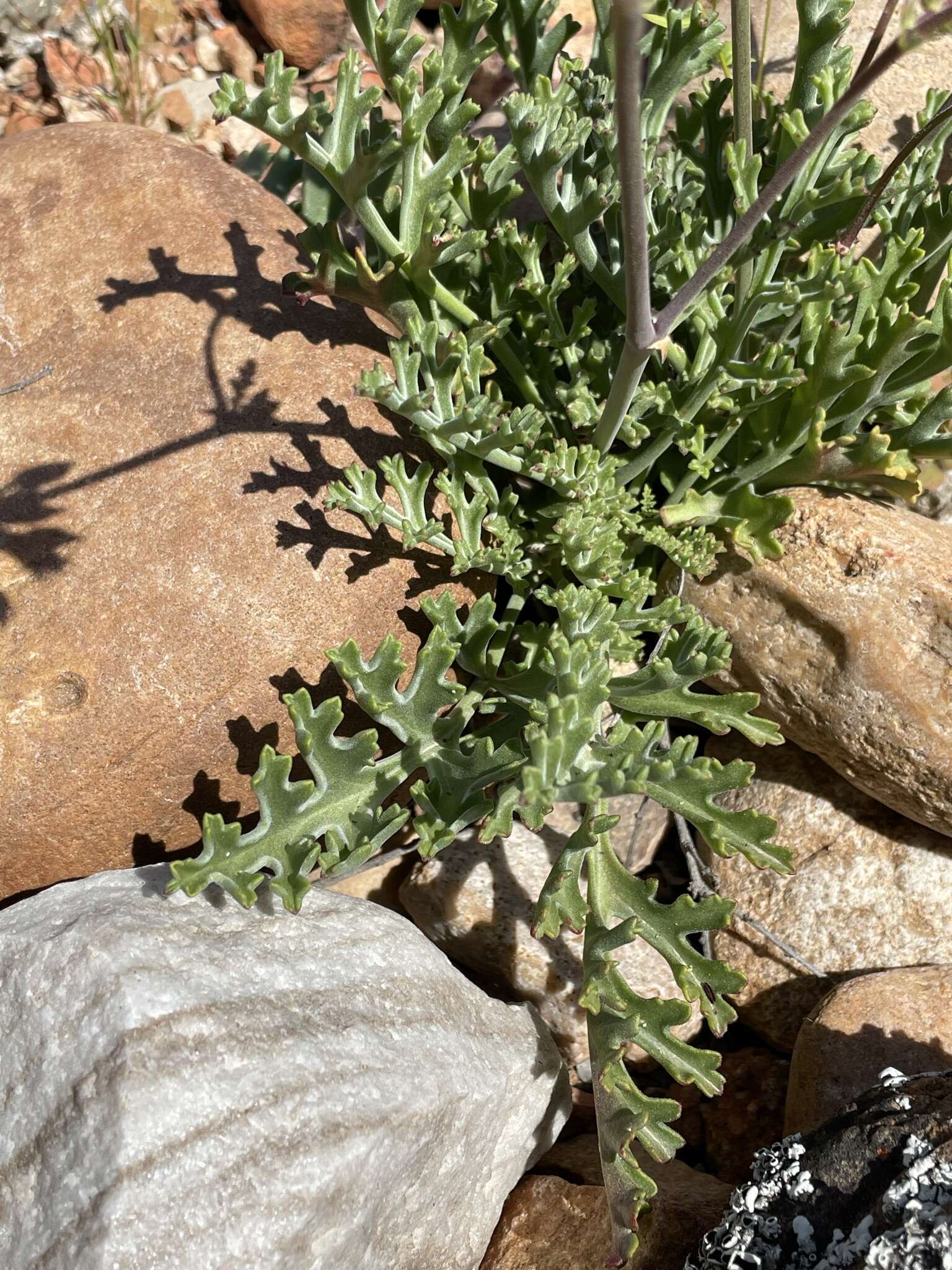 Image of Pelargonium karooescens R. T. F. Clifton