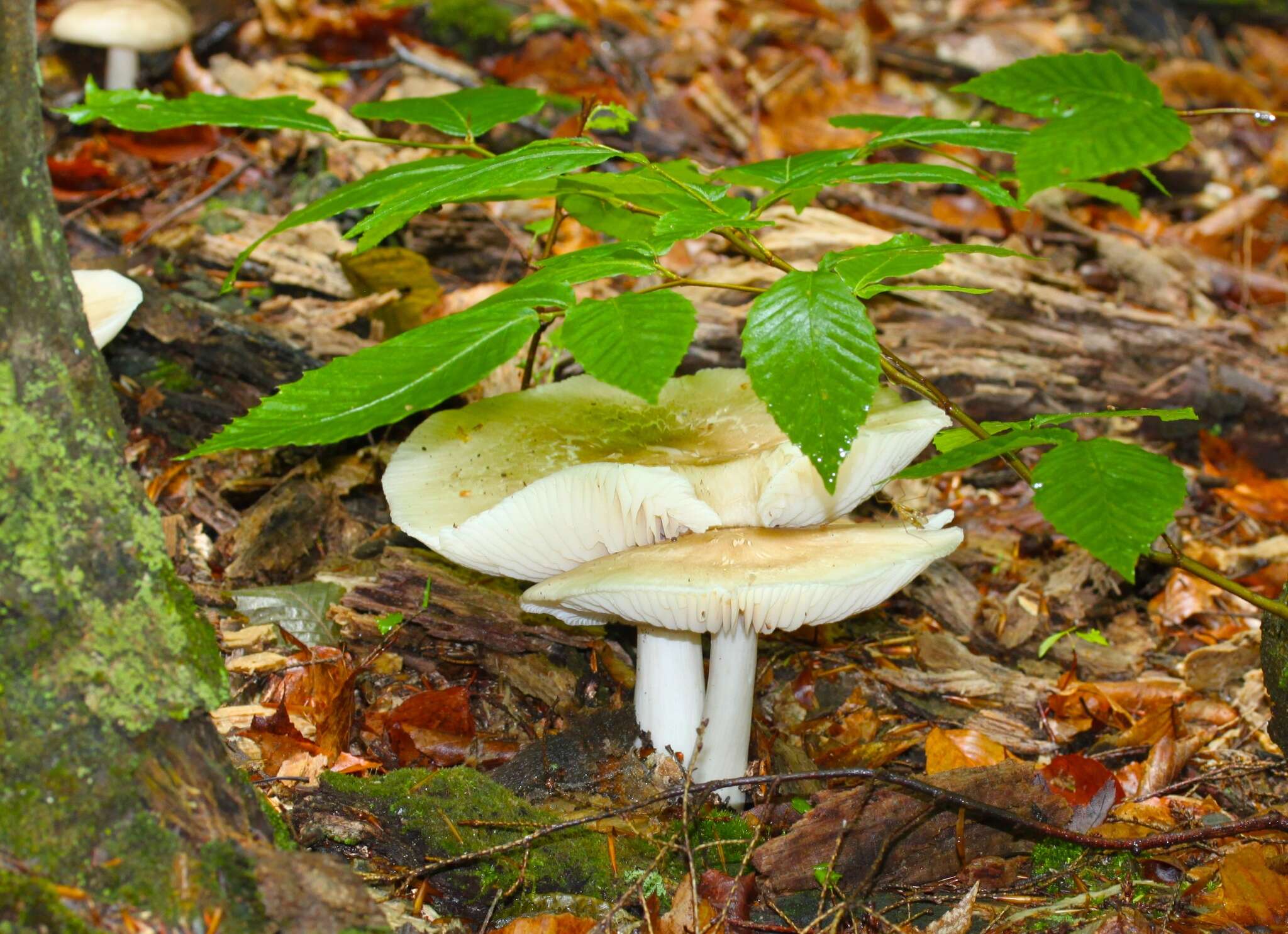 Image de Megacollybia rodmanii R. H. Petersen, K. W. Hughes & Lickey 2008