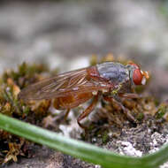 Imagem de Brachyopa maculipennis Thompson 1980