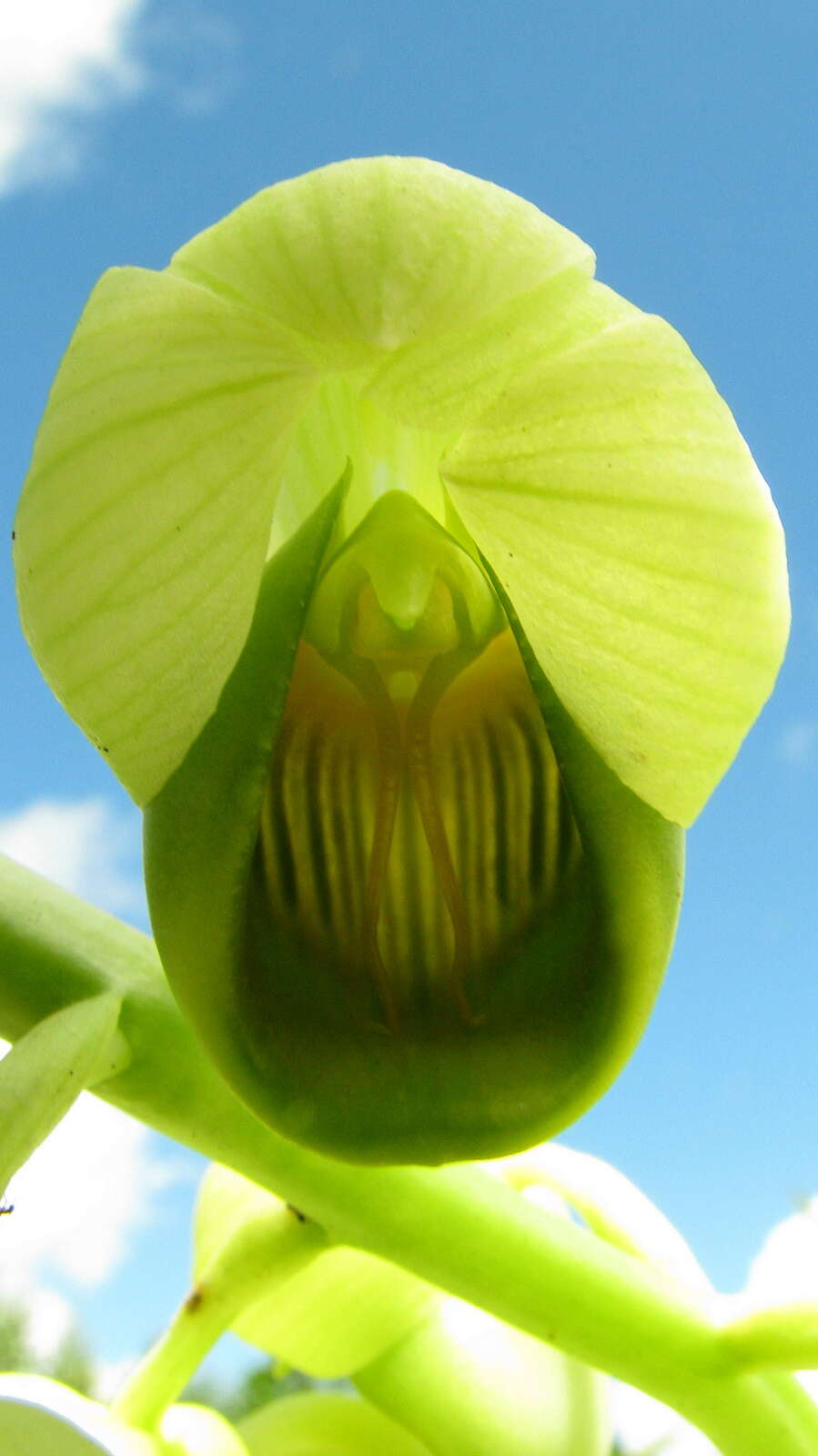 Imagem de Catasetum luridum (Link) Lindl.