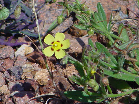 Image of European frostweed