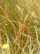 Image of Carex punicea K. A. Ford