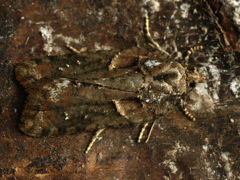 Image of Acleris abietana Hübner 1823