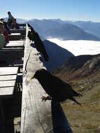 Image of Alpine Chough