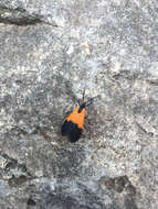 Image of Black-and-yellow Lichen Moth