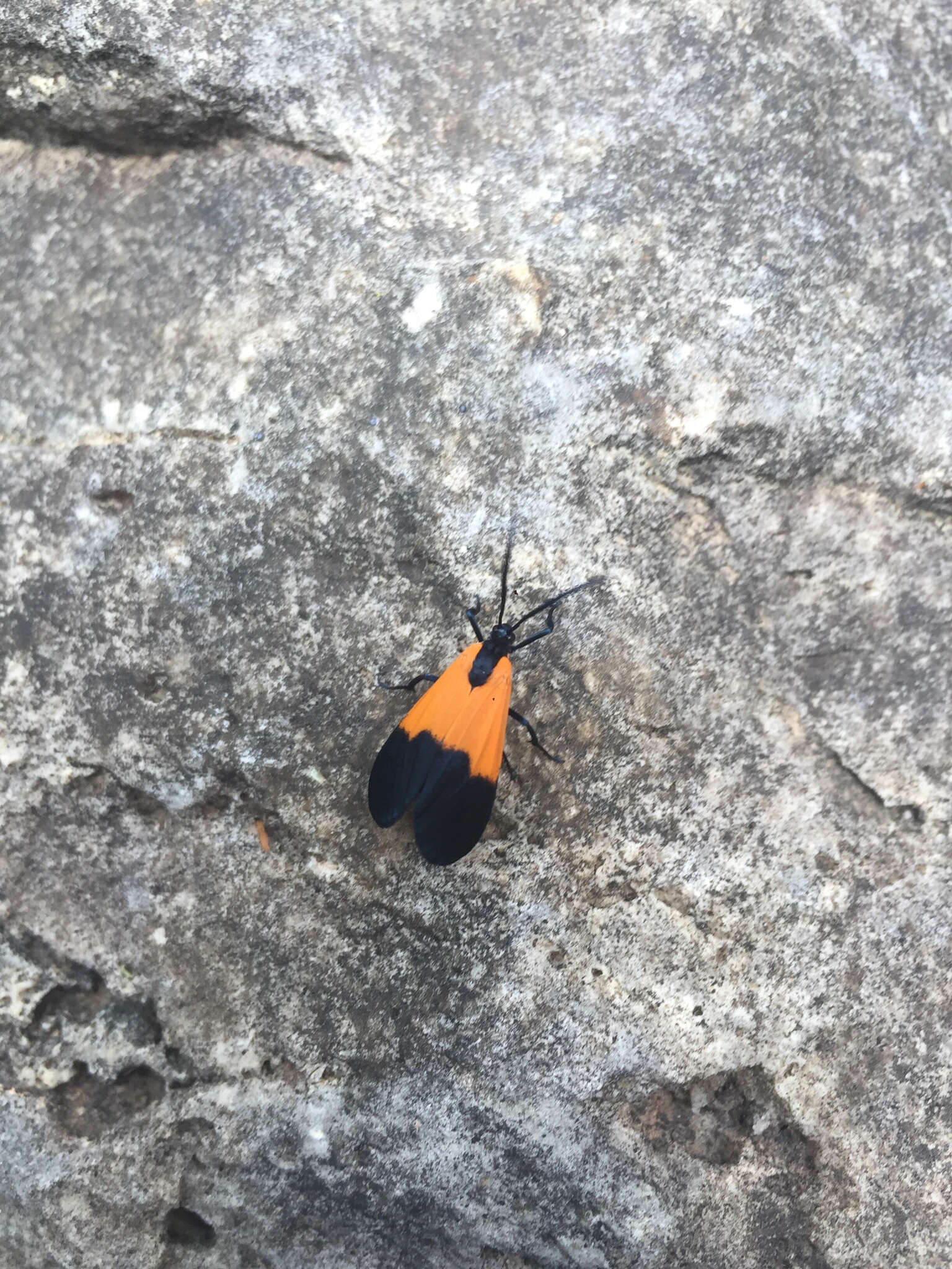 Image of Black-and-yellow Lichen Moth